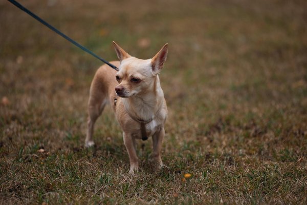 Die besten hüllen für das Google Pixel 7 im Überblick